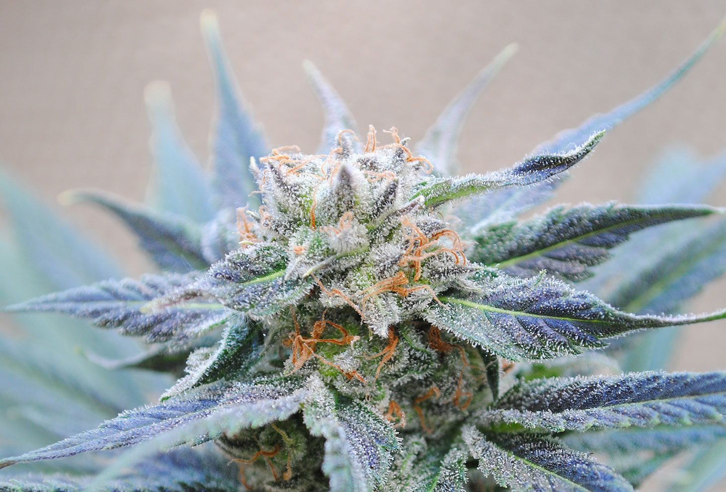 SKUNK+ - Kannabia - WWW.SEEDS-BANK.CZ JIHLAVA